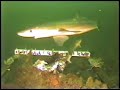 Dogfish Attacks