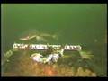 Dogfish Attacks