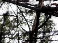 videos de small bird singing cool tune