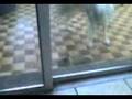 videos de apollo and puss in boots
