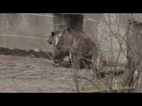 0 Bärengraben, la fosa de los osos