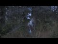 Alaska Bull Moose gets FOB\