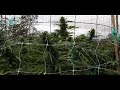 pot