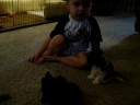 Puppies playing with 