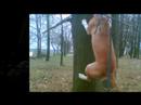 Tola Pit Bull Fly