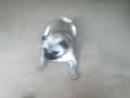 Aggro Mops bellt Flasche an