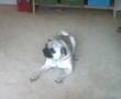 Aggro Mops bellt Flasche an