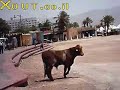 BULL 2 of 4-Raging Bull is loose chase it like a wild goose