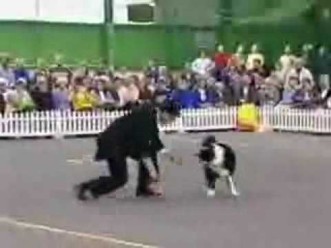 Image de prévisualisation YouTube