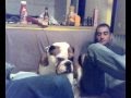 BULLDOG INGLES LIANDOLA EN CASA