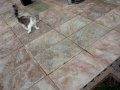 videos de Jinx mee Yunah uitlaten terugweg