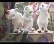 ダンシング・チビマウスor USJ