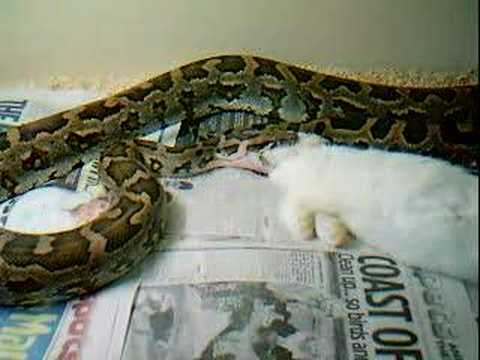Indian Python