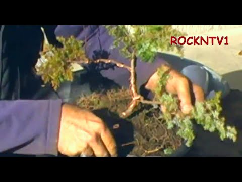 how to transplant juniper trees