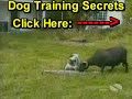 FUNNY DOGS !!