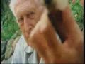 el maestro de la guitarra julian bream interpreta una de las cinco bagatelles de william walton