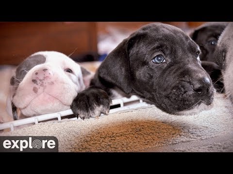 Live-Cam: Hunde Welpen - Deutsche Doggen - Indoor Puppy Room