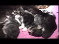 nichée de 6 chatons maine coon