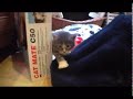 nichée de 6 chatons maine coon