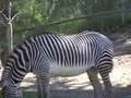 Calgary zoo
