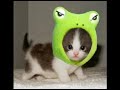Funny Cats