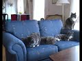 Four cats