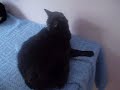 Edu - Toca dos Gatinhos - para ado��o