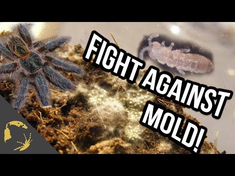 YouTube reptile video