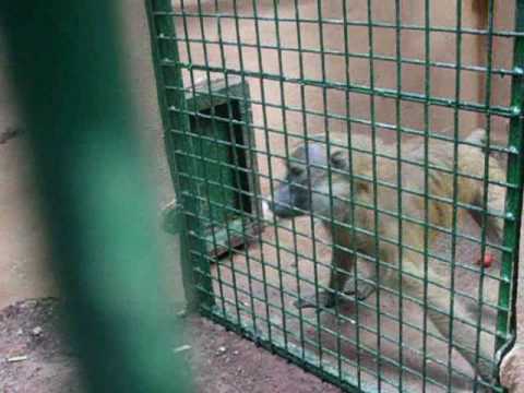 Samba en Oasis Park
