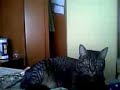 tiger el supergato tiger el supergato