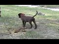 Dog with a Frog