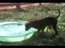 Dog with a Frog