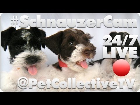 Schnauzer Live Cam