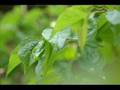 Shravan Kavita video : Marathi