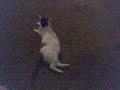 my lazy cat starr part 3 my lazy cat starr part 3