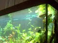 hot male gourami
