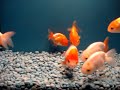 Japanese Ranchu Goldfish Collection! Live Fish! Japanese Ranchu Goldfish Collection! Live Fish!