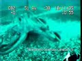 A giant octopus attacks an unmanned mini-sub. The controllers blast engines in reverse to shake the beast loose. No hands were lost.