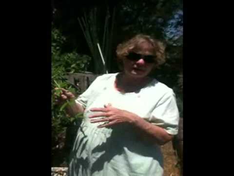 how to use lemon verbena