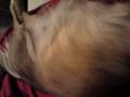 mollys puppies