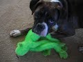 Zappa and the Green Monkey