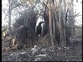 Bowerbird Mating Display