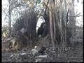 Bowerbird Mating Display