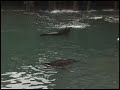 1 Minute Vacation - Noyo Harbor