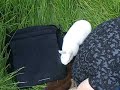 Ja ich habs geschafft, ich bin raus aus dem Gatter. Aber lest mehr in unserem Blog unter www.streichelzoo-online.de