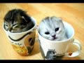 Katzen Katzen