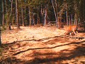 ScoutGuard video / Brushy Creek ScoutGuard video / Brushy Creek