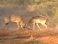 South Texas Whitetail Deer Fight