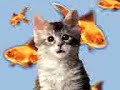 Funny Cat Maruzzella