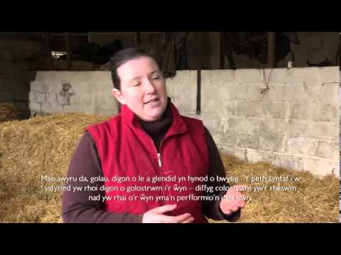 Artificial Rearing of Lambs